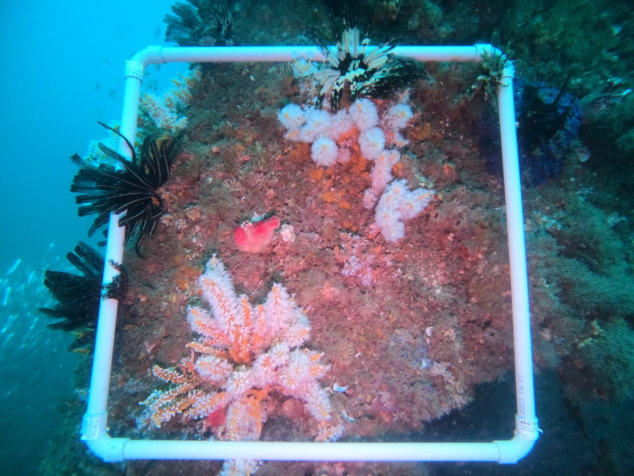 Commercial diver underwater marine survey